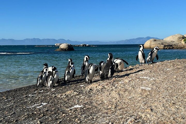 Table Mountain and Penguins Half Day Shared Group Tour - Photo 1 of 6